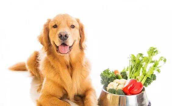 几个月大的狗狗可以开始吃牛肉？吃牛肉的正确方法是什么？