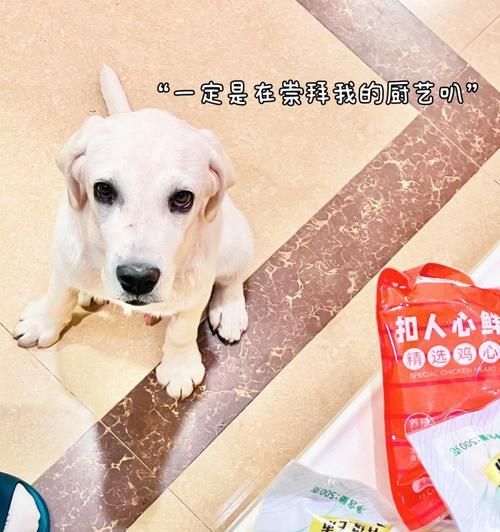 自制拉布拉多狗粮，健康呵护你的爱宠（以天然食材打造营养均衡的饮食体系，献给爱宠的最佳选择）