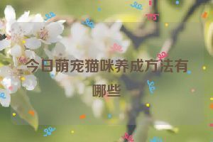 今日萌宠猫咪养成方法有哪些