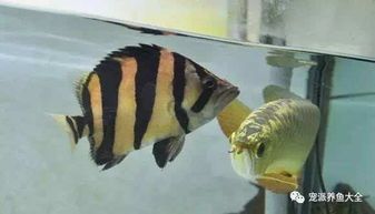虎鱼养护指南:从挑选到照料,打造宠物乐园