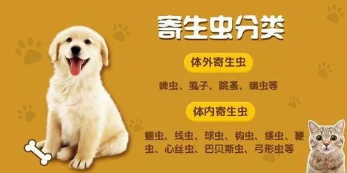 宠物健康守护指南:内外驱药全解析