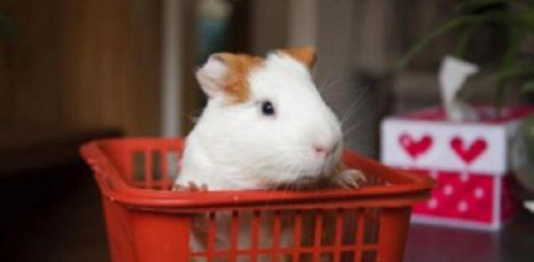 荷兰猪智商相当于几岁