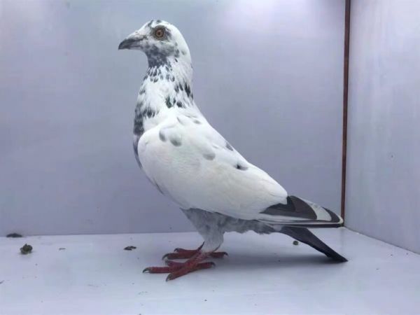养鸽子最主要的几个训练
