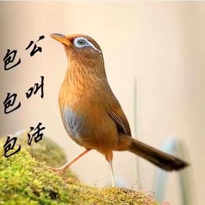 公画眉鸟叫母音好吗,专治画眉公鸟开口大叫