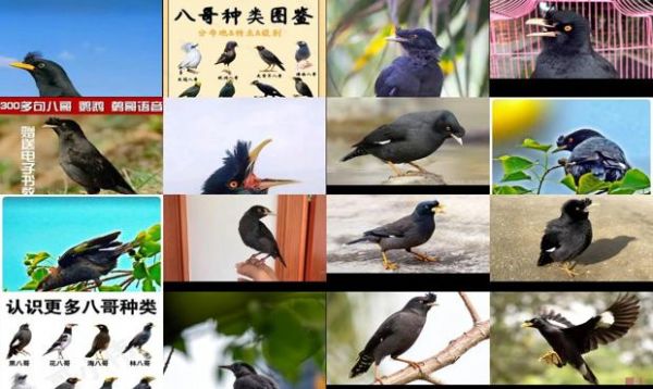 八哥鸟叫声八哥学说话