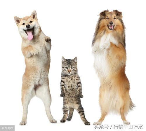 选不易掉毛犬种,宠物生活更轻松!