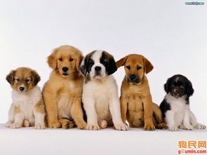 选不易掉毛犬种,宠物生活更轻松!