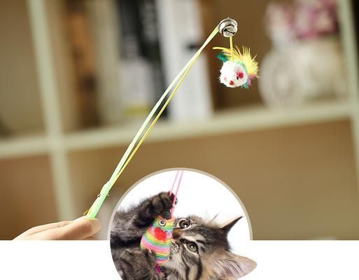 小猫咪戴铃铛的利弊（让宠物戴铃铛好还是坏？——以小猫咪为例）