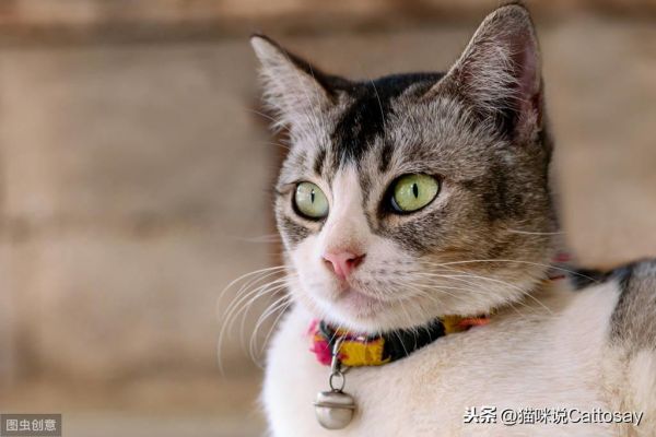 猫带铃铛有什么影响吗，给猫戴铃铛的利弊