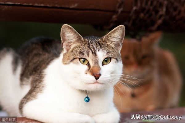 猫带铃铛有什么影响吗，给猫戴铃铛的利弊