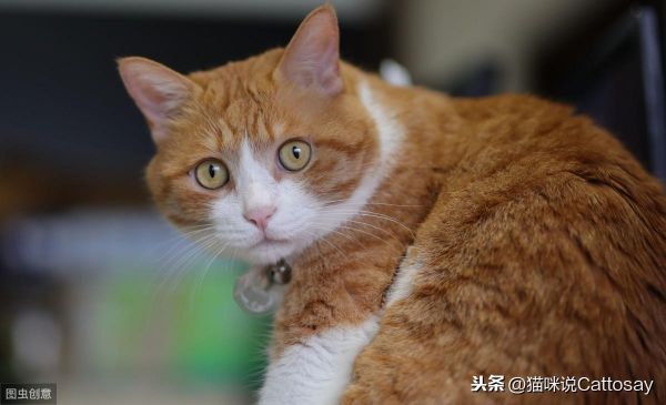 猫带铃铛有什么影响吗，给猫戴铃铛的利弊