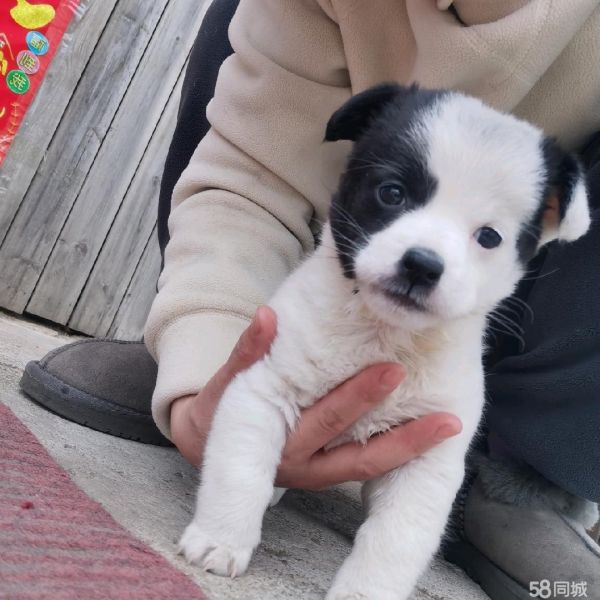 免费领养小狗