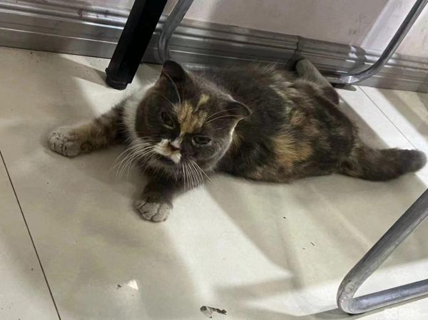 性格温顺猫咪寻找好心人领养