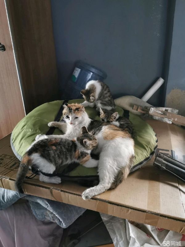 一个多月小猫可爱活泼，免费领养