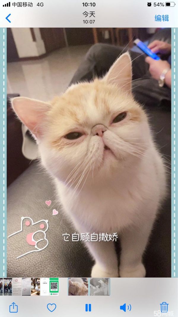 纯种加菲猫三花，因猫毛过敏，求领养
