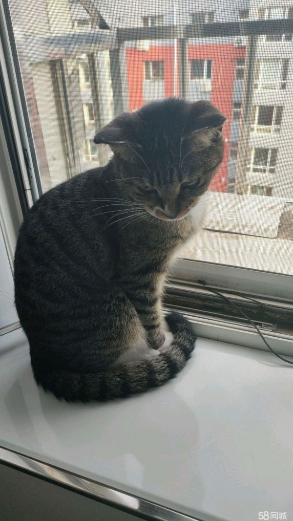 卖小猫
