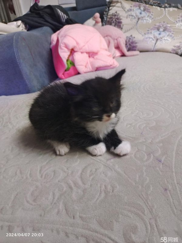 自家猫咪赠送