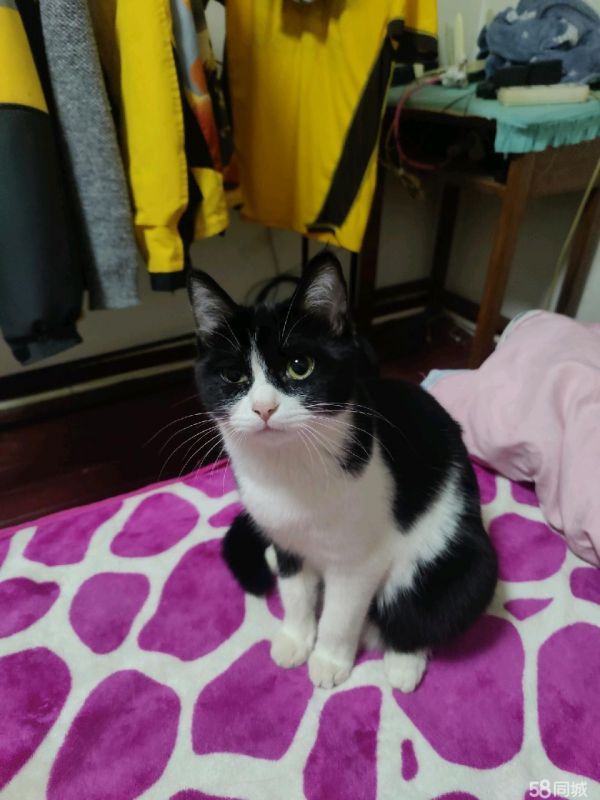 免费送猫带养猫全套