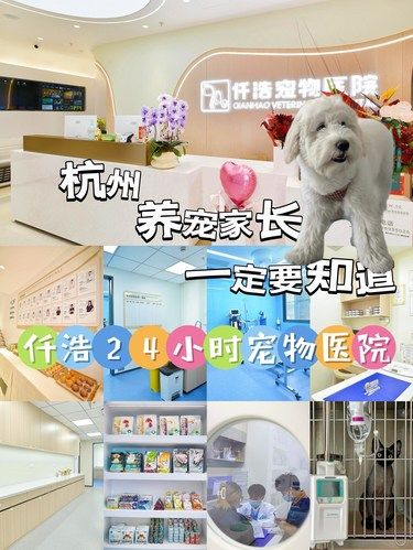 在杭州！宠物医院也能享受五星级服务待遇