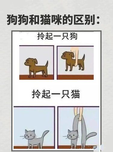好真实！养猫和养狗的区别！ 