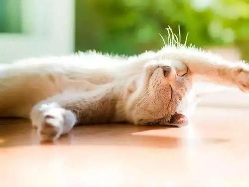 猫咪多久可以喂盐水
