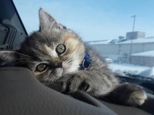 猫咪清热吃什么