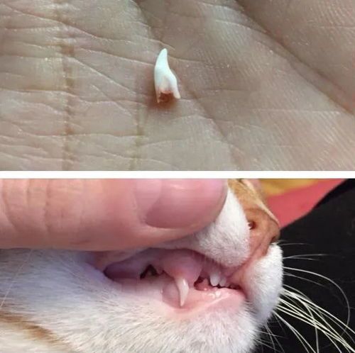 “猫咪牙龈炎，营养食谱大公开！”