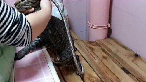 宠物店猫洗澡技巧分享