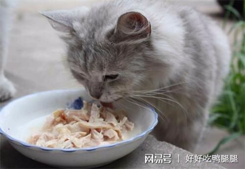 猫咪饮食，酸奶慎选
