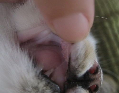 “猫咪嘴巴溃烂，营养食谱大公开！”