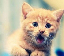 “猫咪嘴巴溃烂，营养食谱大公开！”