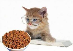 猫咪汤魔法食谱,宠物美食秘籍!