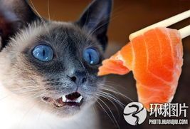 猫咪汤魔法食谱,宠物美食秘籍!