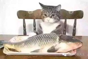 猫咪能吃熟鱼?宠物主人必知!