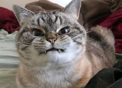 猫咪能吃熟鱼?宠物主人必知!