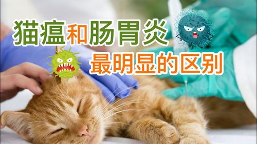 “猫咪肠胃炎恢复食谱，营养清单来啦！”