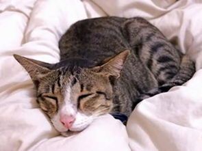 “猫咪肠胃炎恢复食谱，营养清单来啦！”