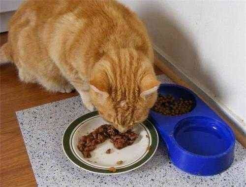 “猫咪补钙秘籍,营养食谱大公开!”