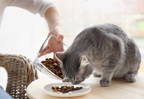 猫咪挑食怎么办?营养食谱来帮忙!
