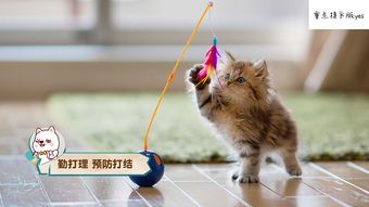 猫咪挑食怎么办?营养食谱来帮忙!