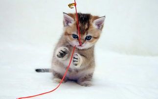 无尾小猫萌翻众,揭秘尾巴消失之谜