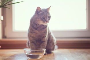 如何自制猫罐头（简单易学的猫咪食谱，自己动手做猫罐头）