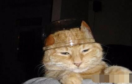 “猫咪美食大揭秘,营养食谱来啦!”