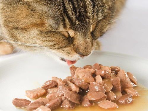 猫咪主食不宜米饭，选猫粮更健康。