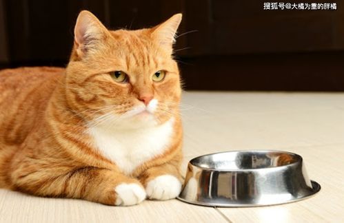 猫咪主食不宜米饭，选猫粮更健康。
