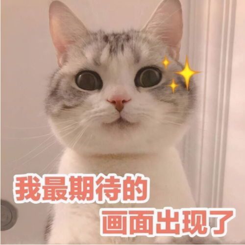 “猫咪营养秘籍:生肉喂养指南,解锁猫咪健康密码!”
