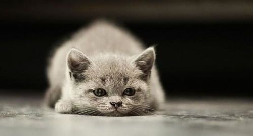 “猫咪营养秘籍:生肉喂养指南,解锁猫咪健康密码!”