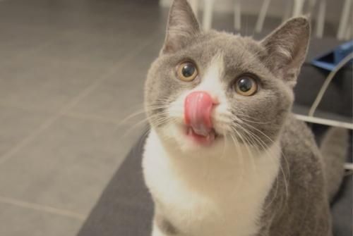 猫咪偏爱哪些水果？