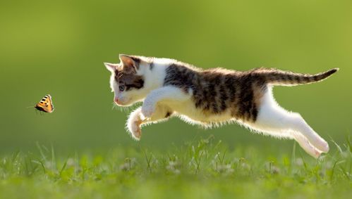 宠物小猫养护指南，放生年龄知多少？