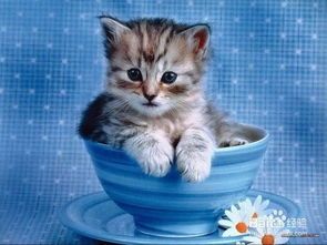宠物小猫养护指南，放生年龄知多少？